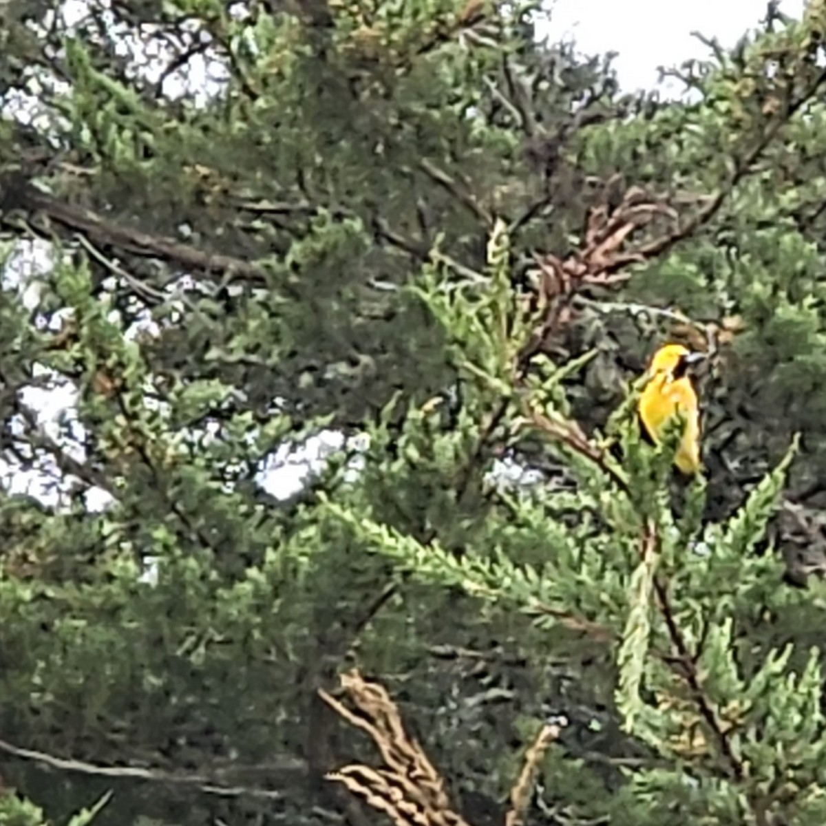 eBird Checklist - 25 Apr 2025 - San Bruno Mountain Park - 26 species