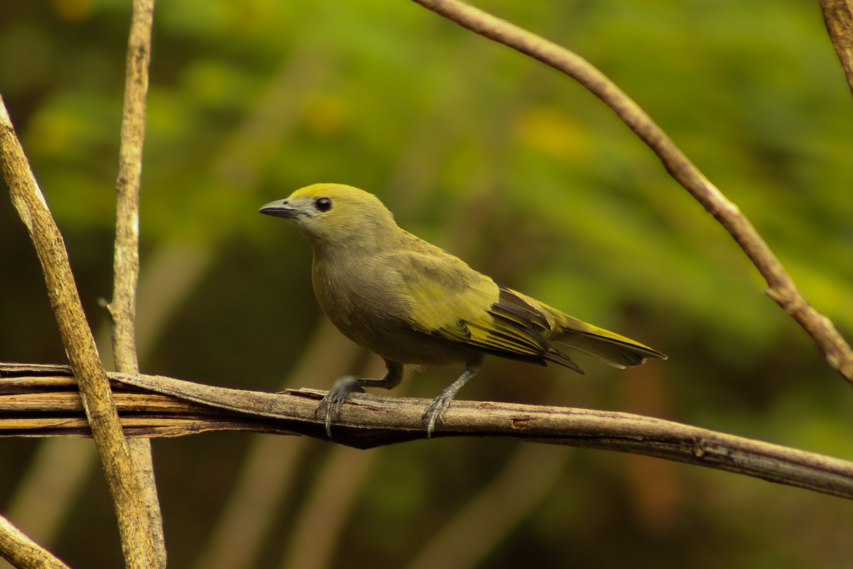 Palm Tanager - ML634405709