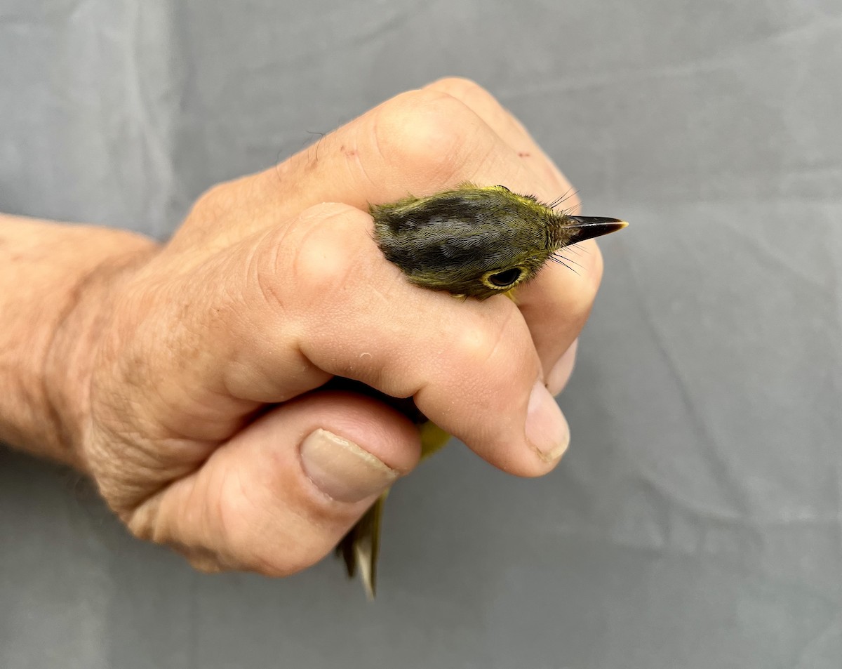 Martens's Warbler - ML634405759