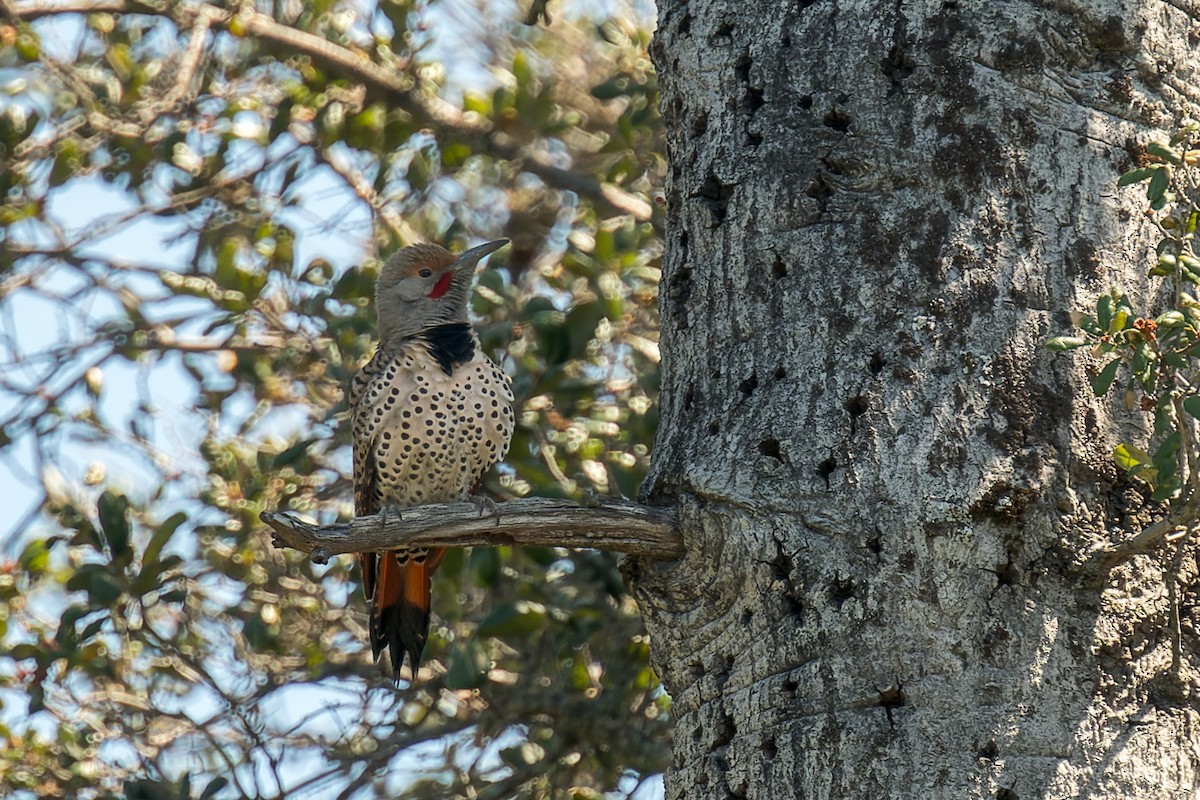 Northern Flicker - ML634405789