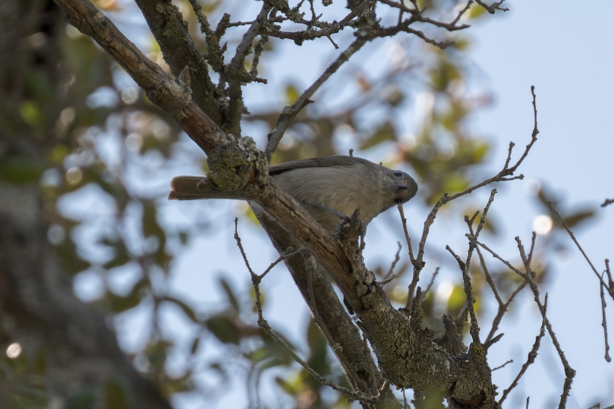 Oak Titmouse - ML634405799