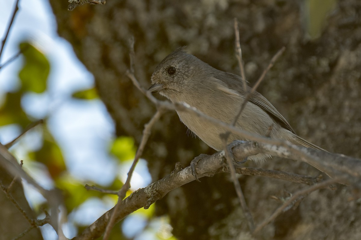 Oak Titmouse - ML634405800