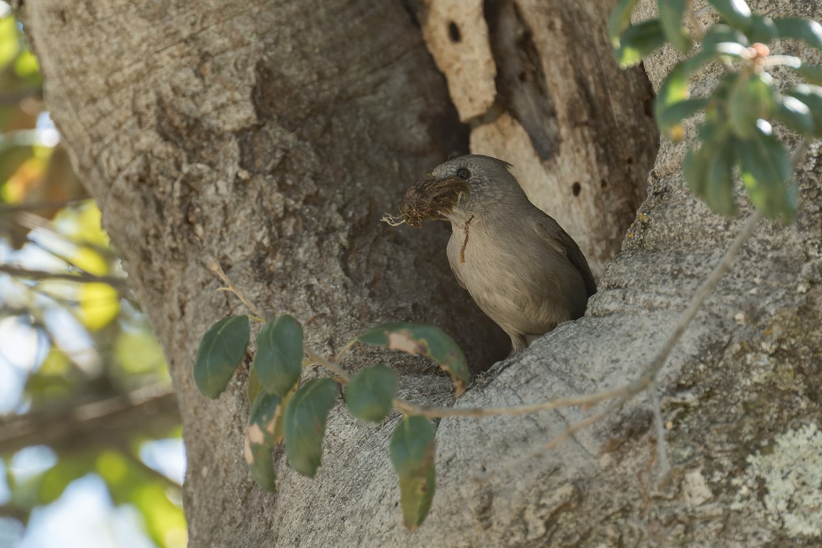 Oak Titmouse - ML634405801