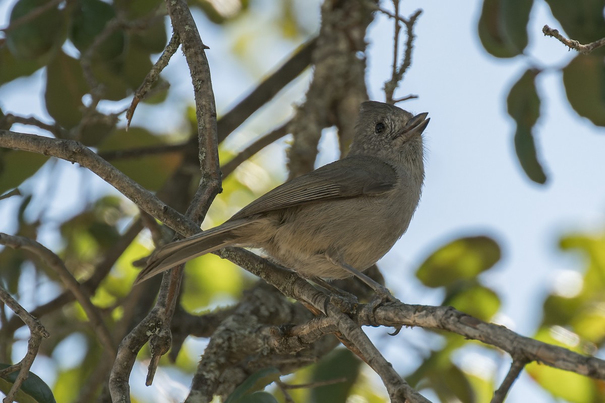 Oak Titmouse - ML634405802