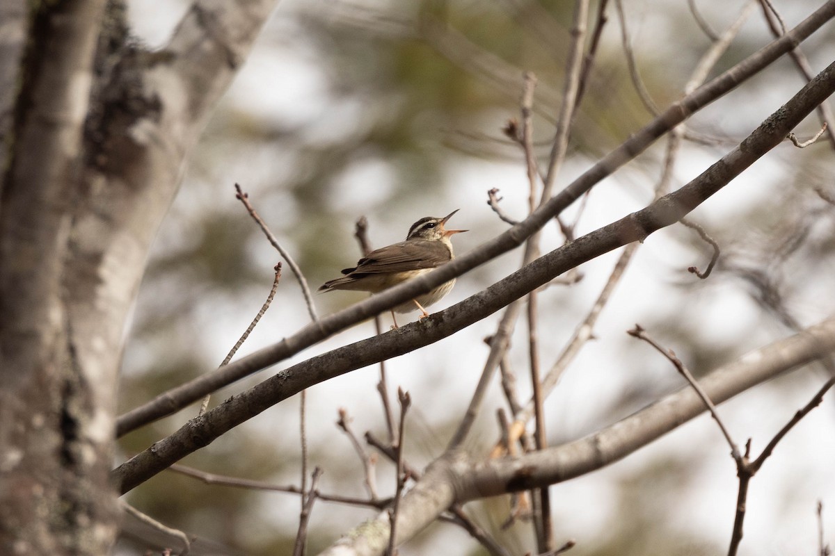 Louisiana Waterthrush - ML634405842