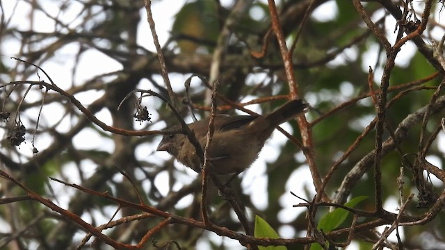 Cici obscur - ML634405932