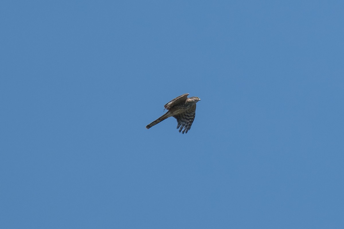 Sharp-shinned Hawk - ML634405981
