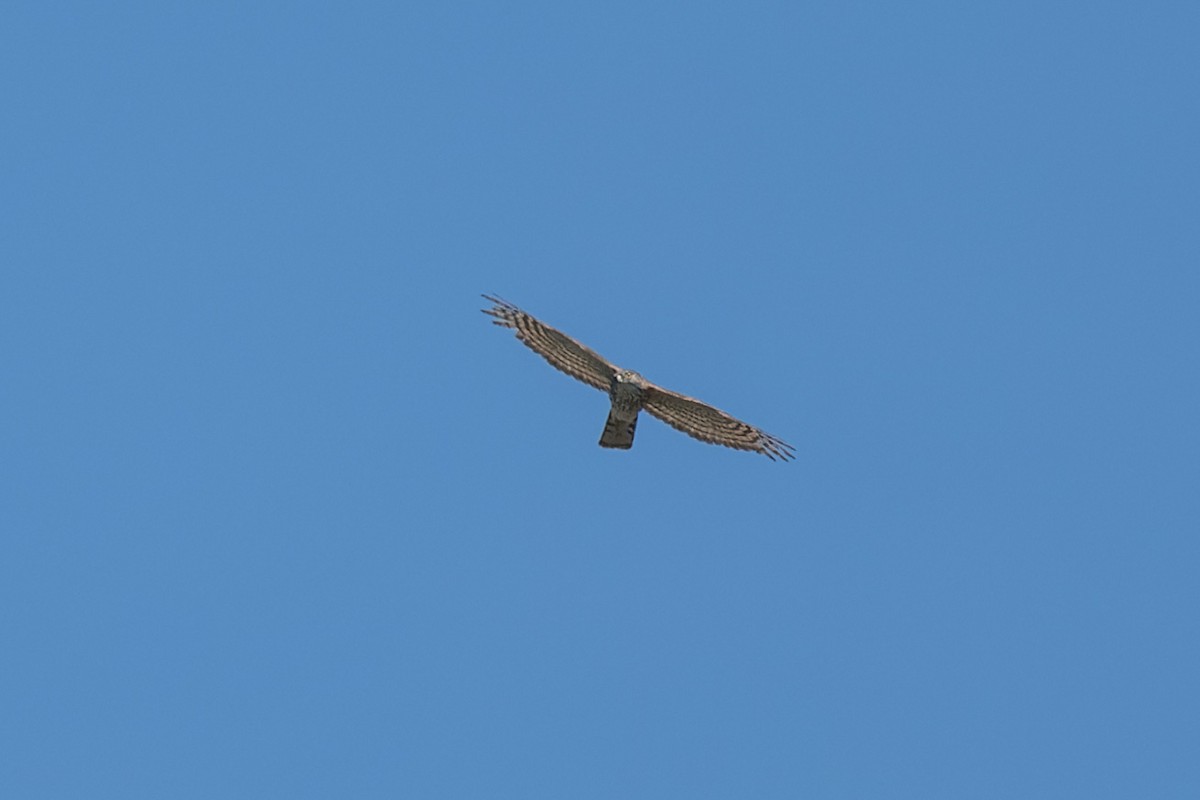 Sharp-shinned Hawk - ML634405982