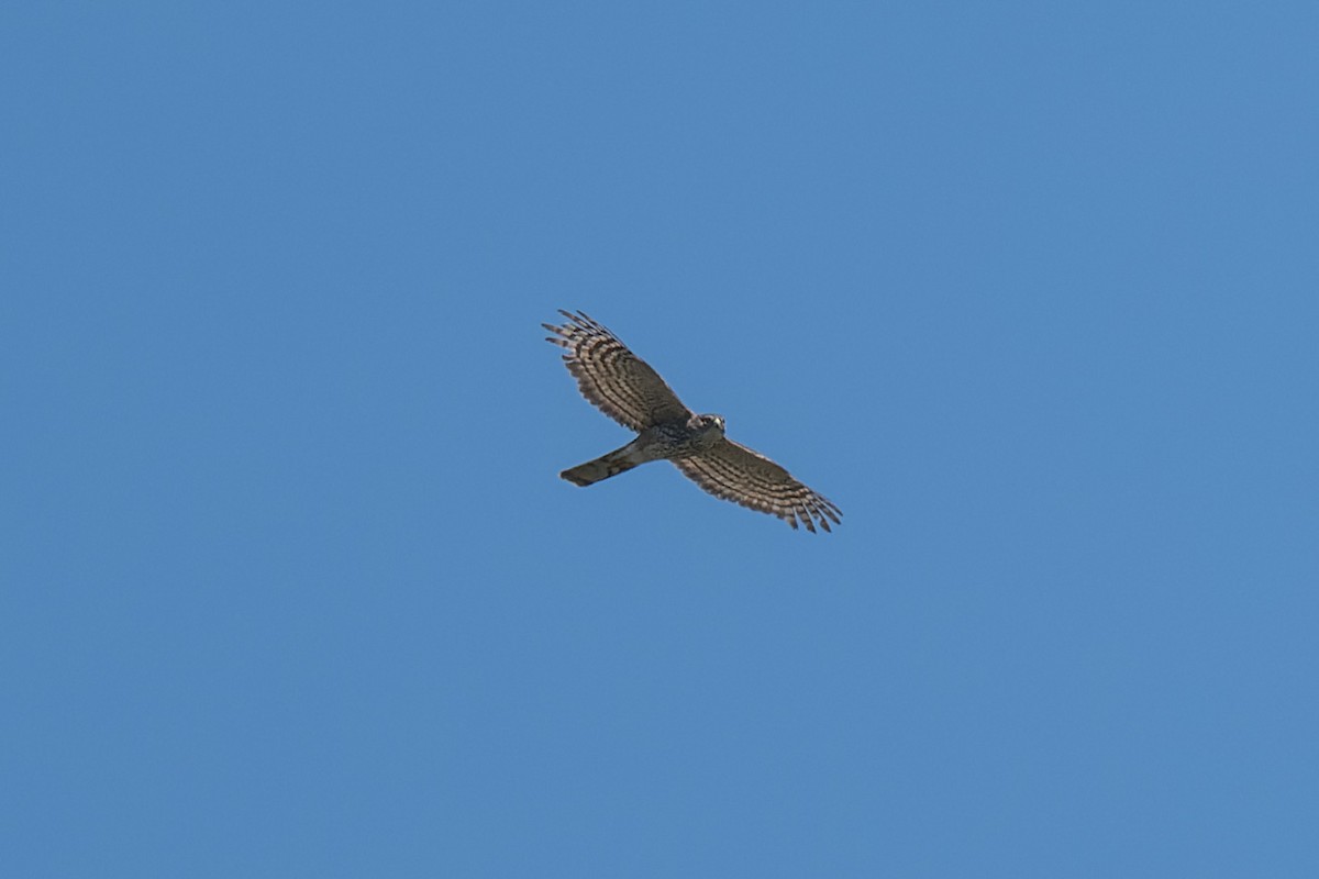 Sharp-shinned Hawk - ML634405983