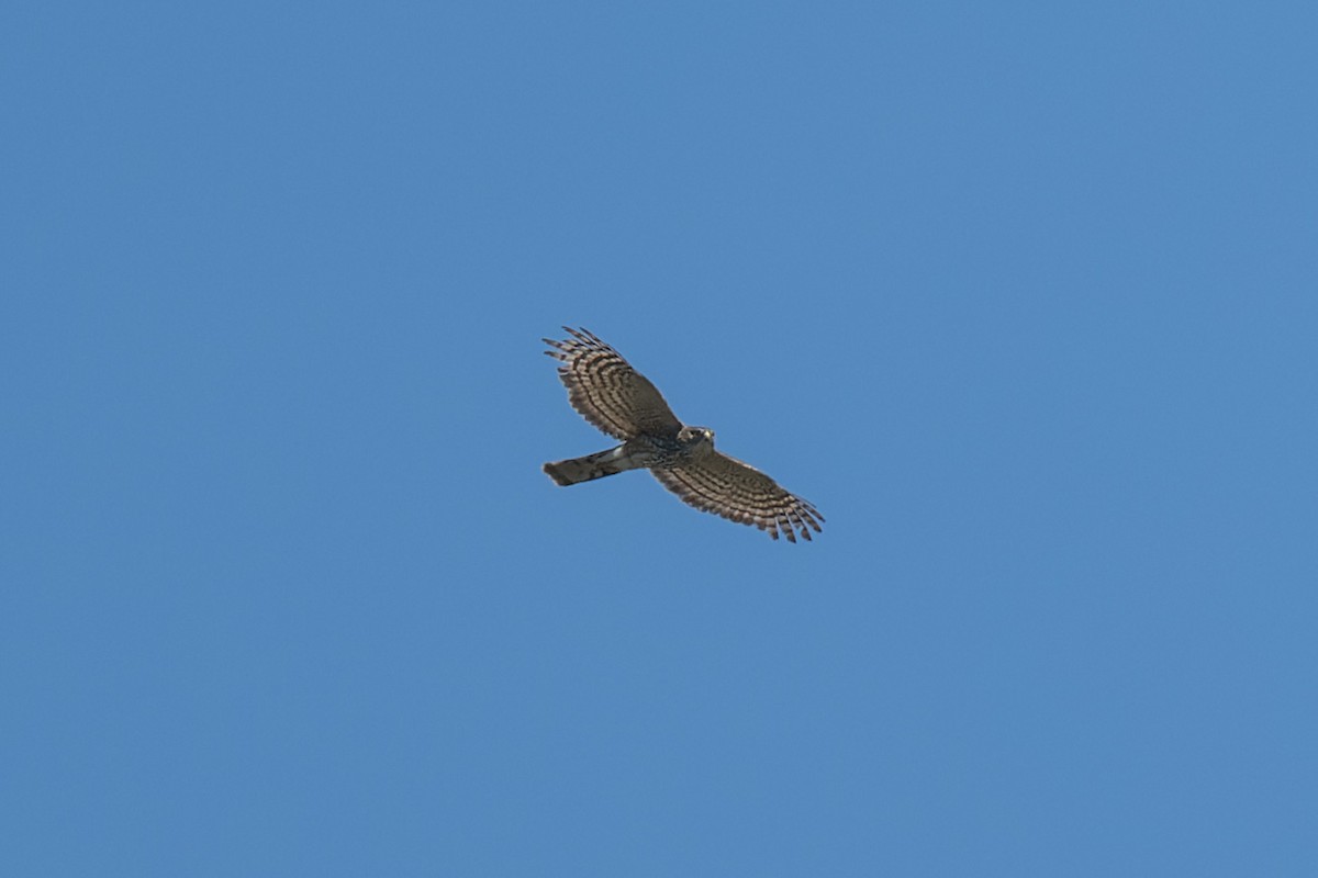 Sharp-shinned Hawk - ML634405984