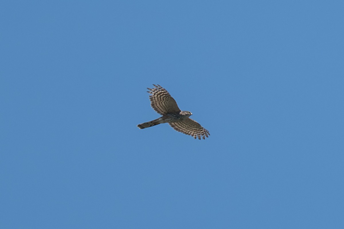 Sharp-shinned Hawk - ML634405985