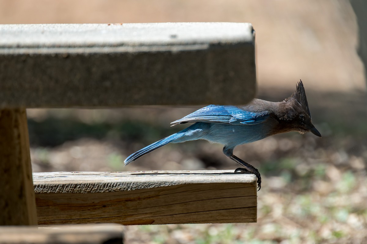 Steller's Jay - ML634406025