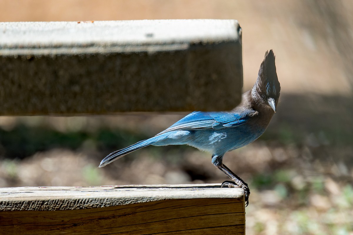 Steller's Jay - ML634406026