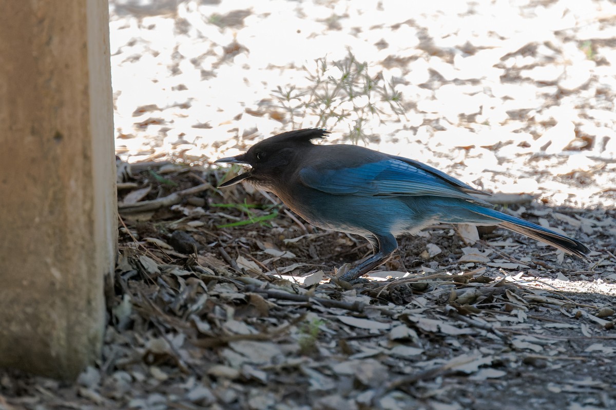 Steller's Jay - ML634406027