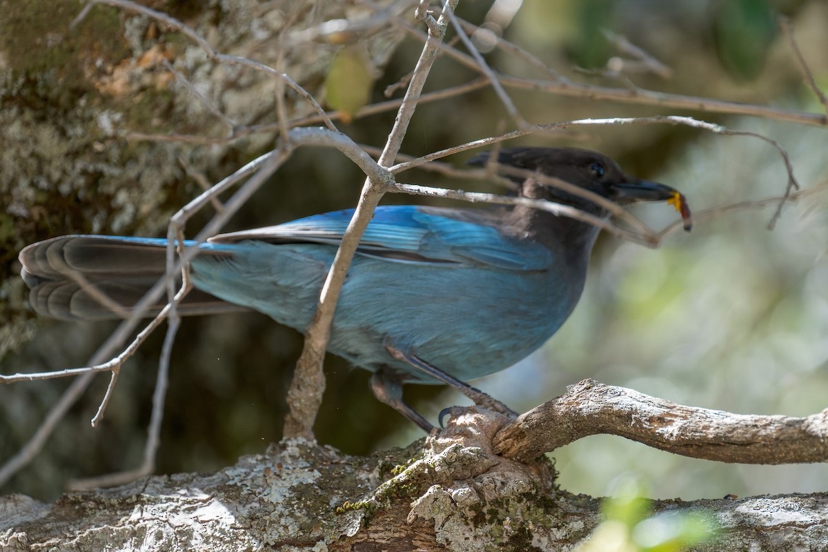 Steller's Jay - ML634406032