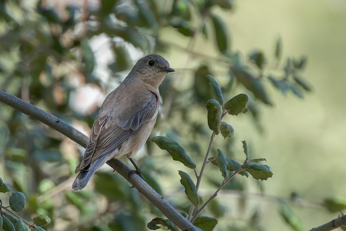 Western Bluebird - ML634406071