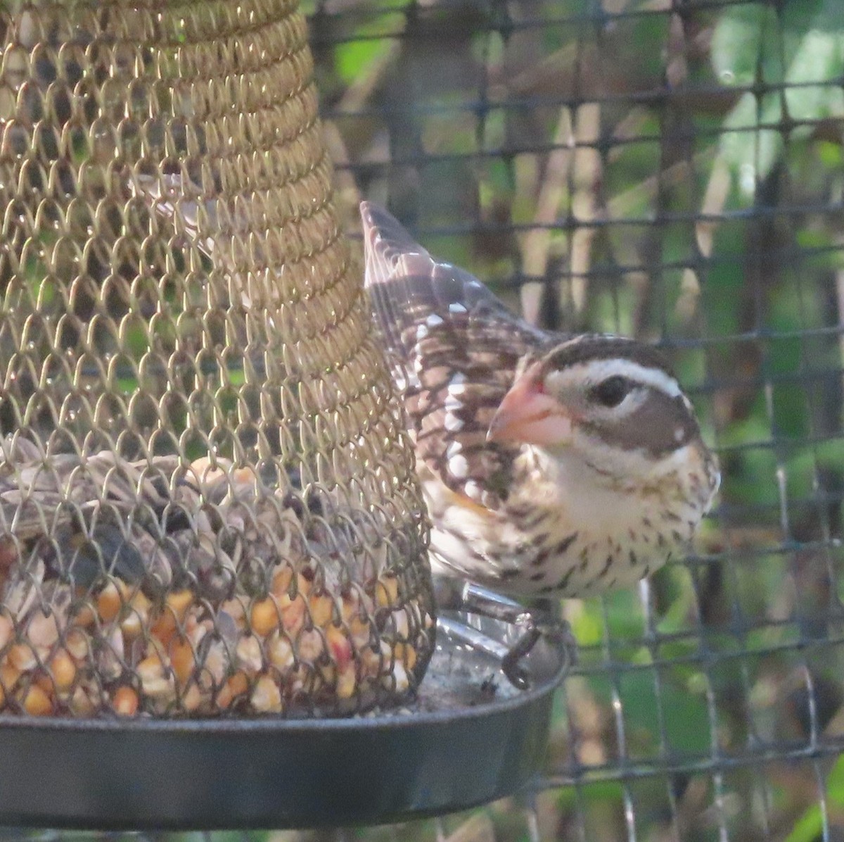 Rose-breasted Grosbeak - ML634406138