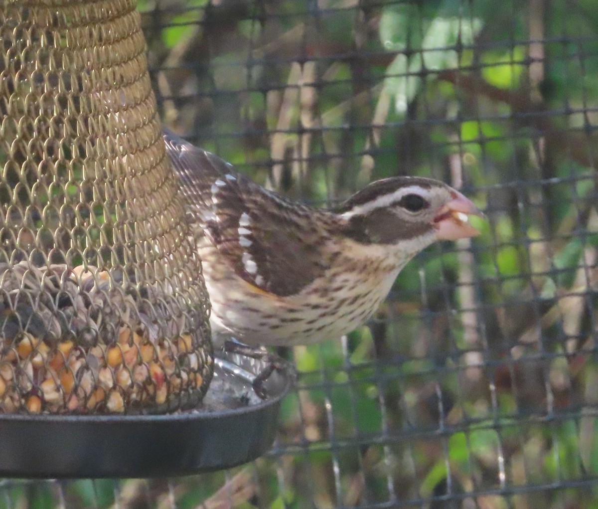 Rose-breasted Grosbeak - ML634406151