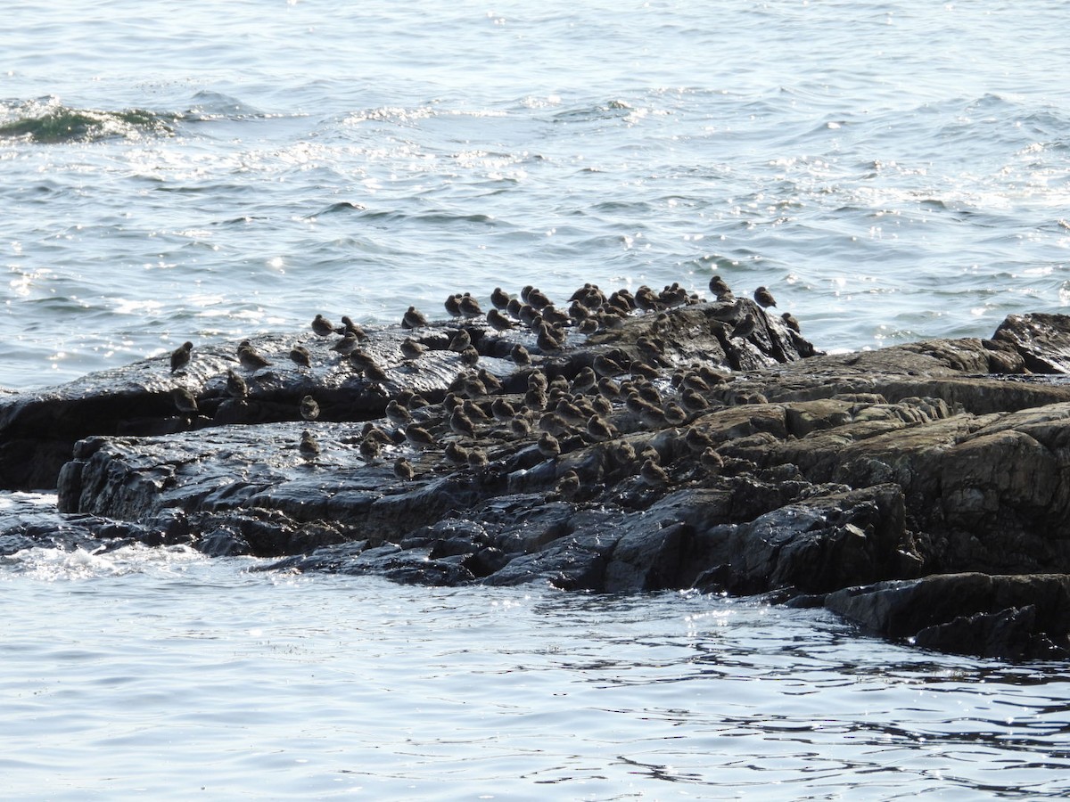 Purple Sandpiper - ML634406232