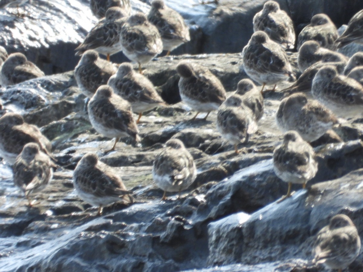 Purple Sandpiper - ML634406233