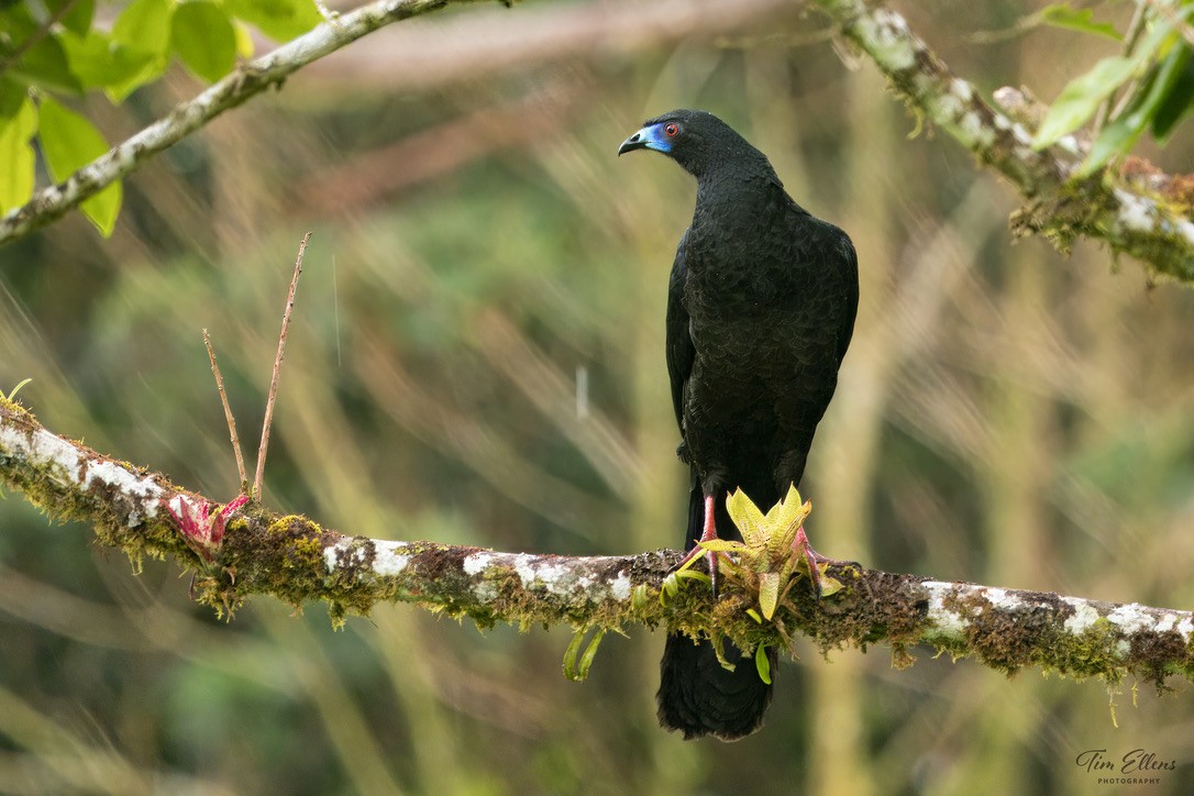 Black Guan - ML634406435