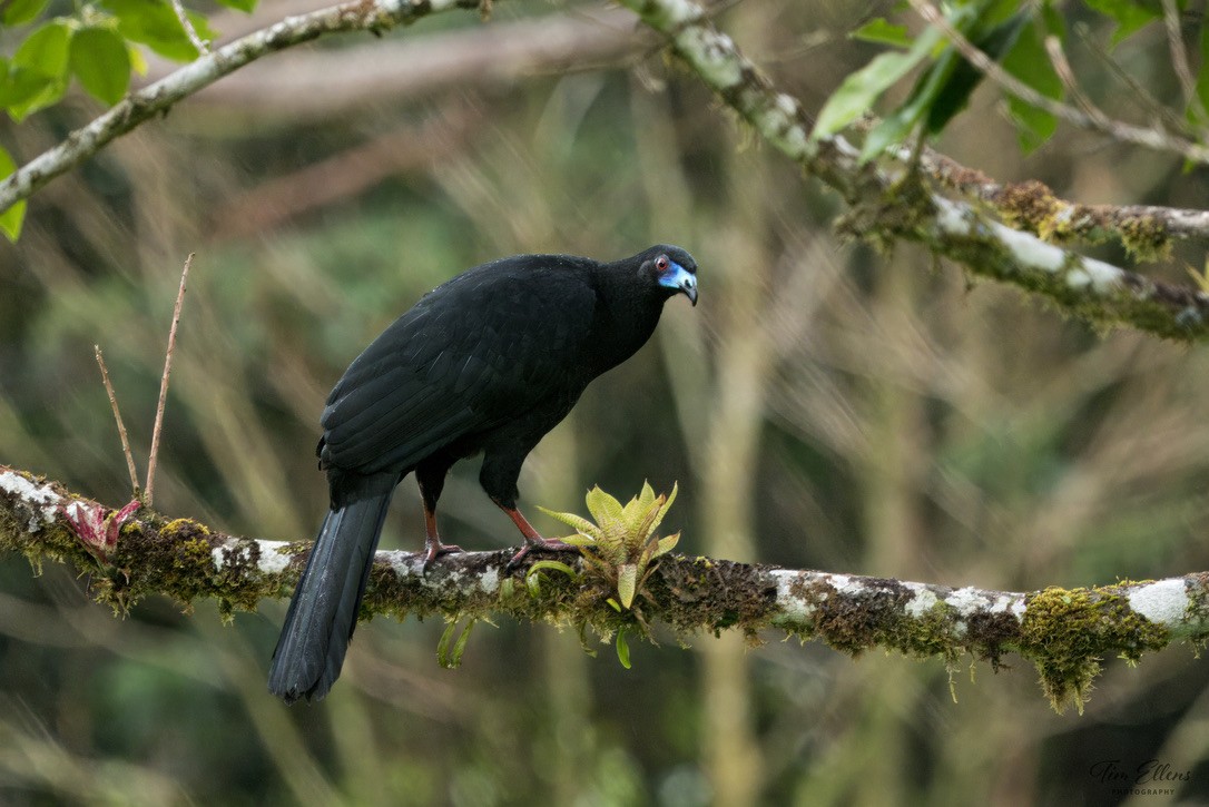 Black Guan - ML634406436