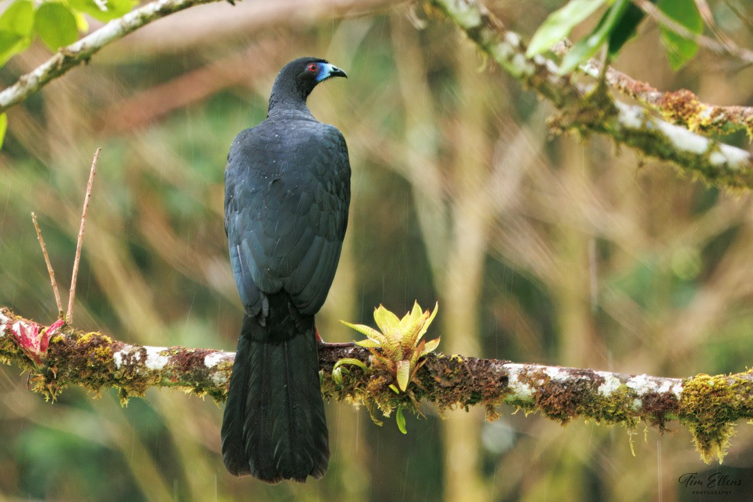 Black Guan - ML634406438