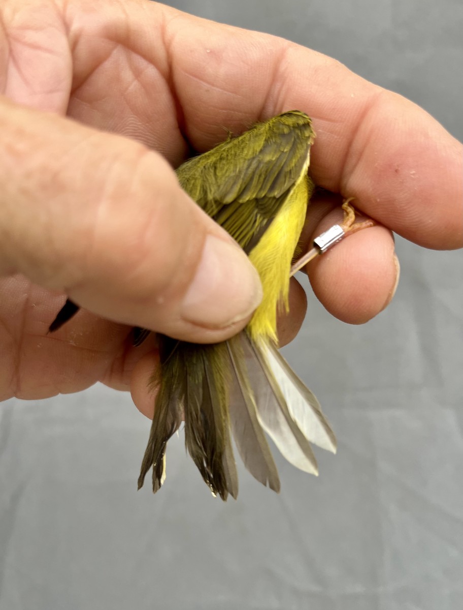 Martens's Warbler - ML634406539
