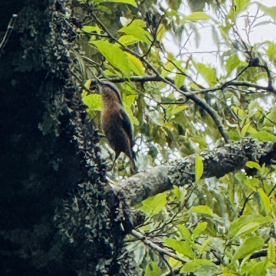Eurasian Nuthatch - ML634406605