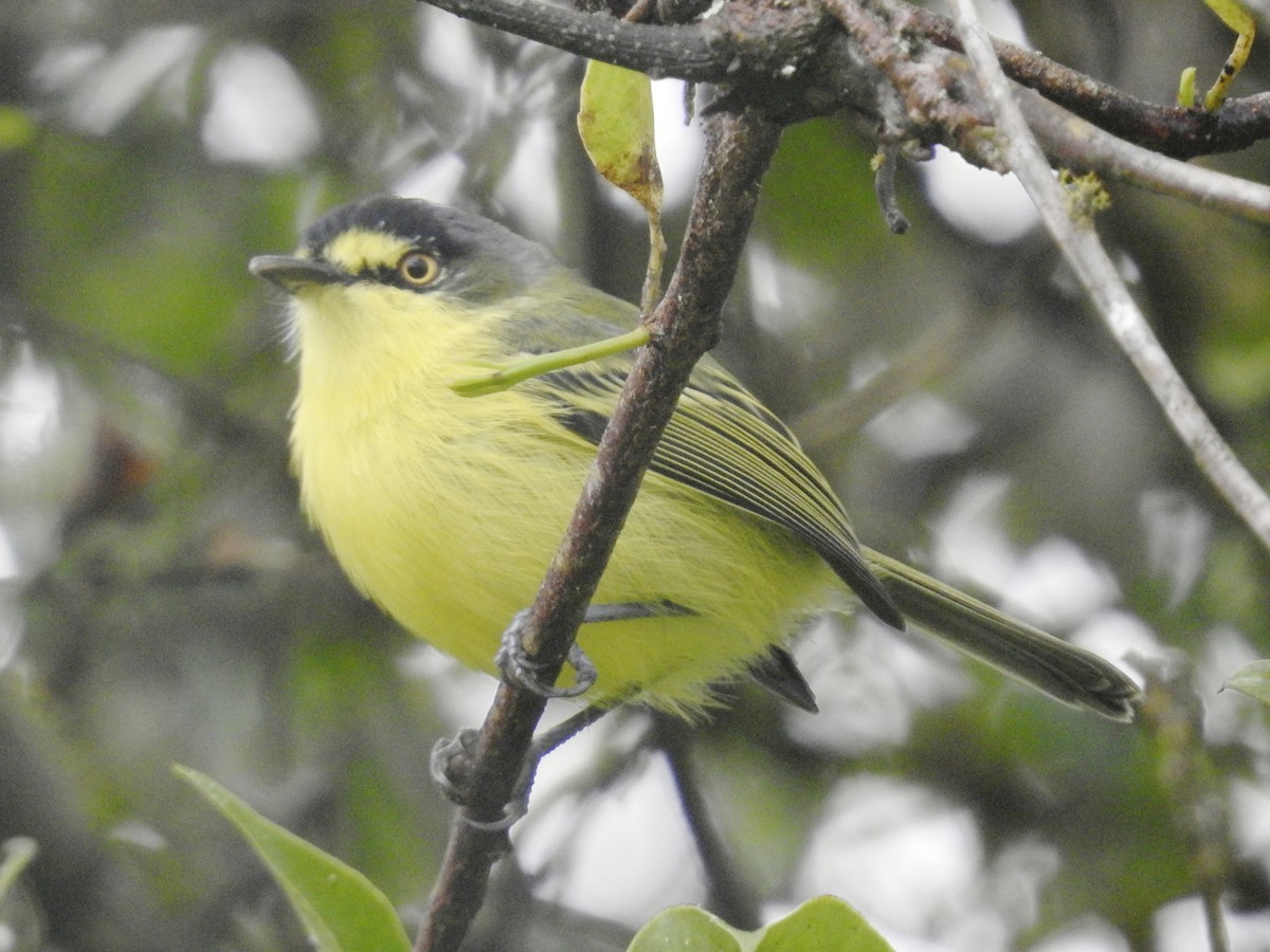 Gray-headed Tody-Flycatcher - ML634406678