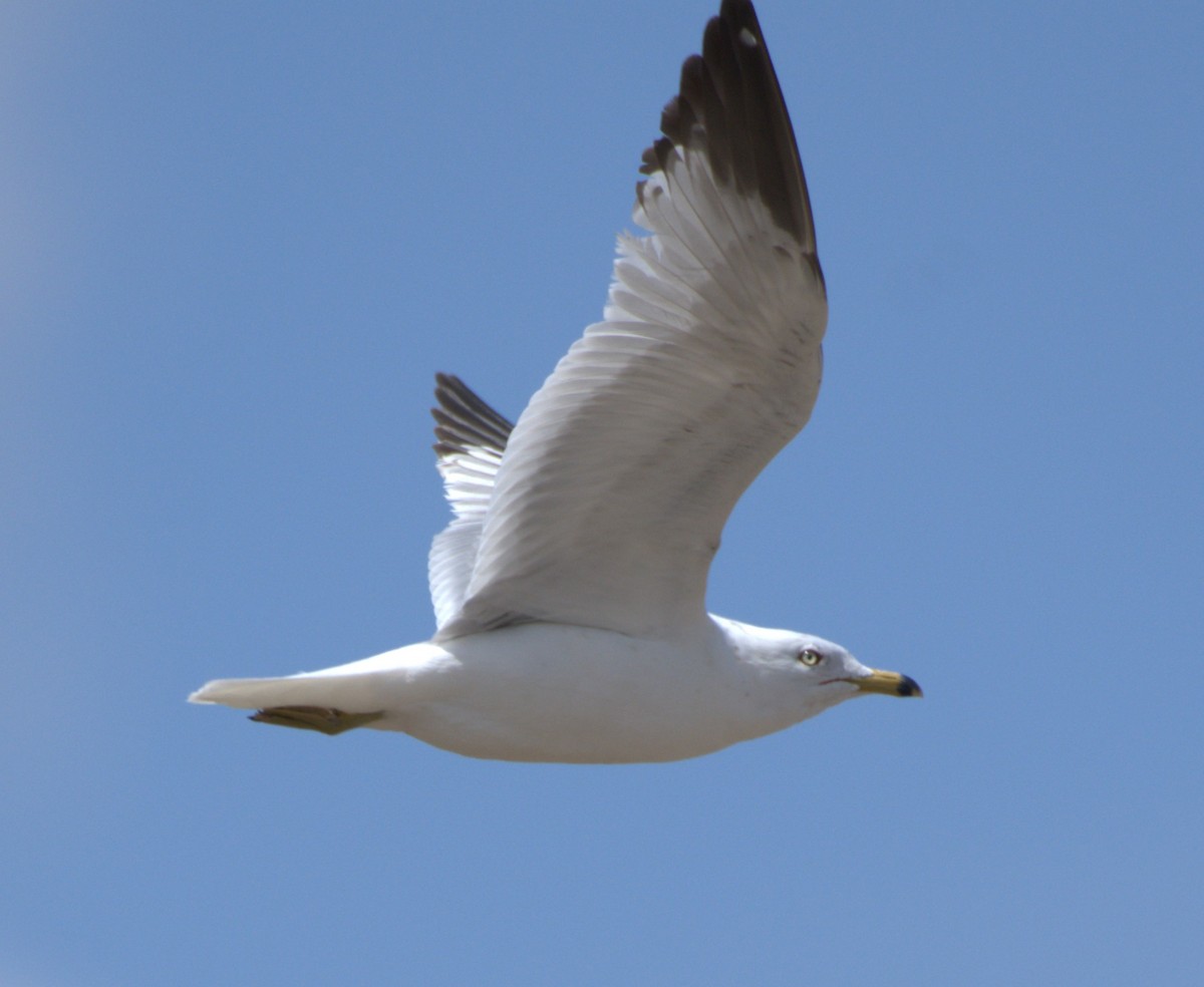 Ring-billed Gull - ML634406702