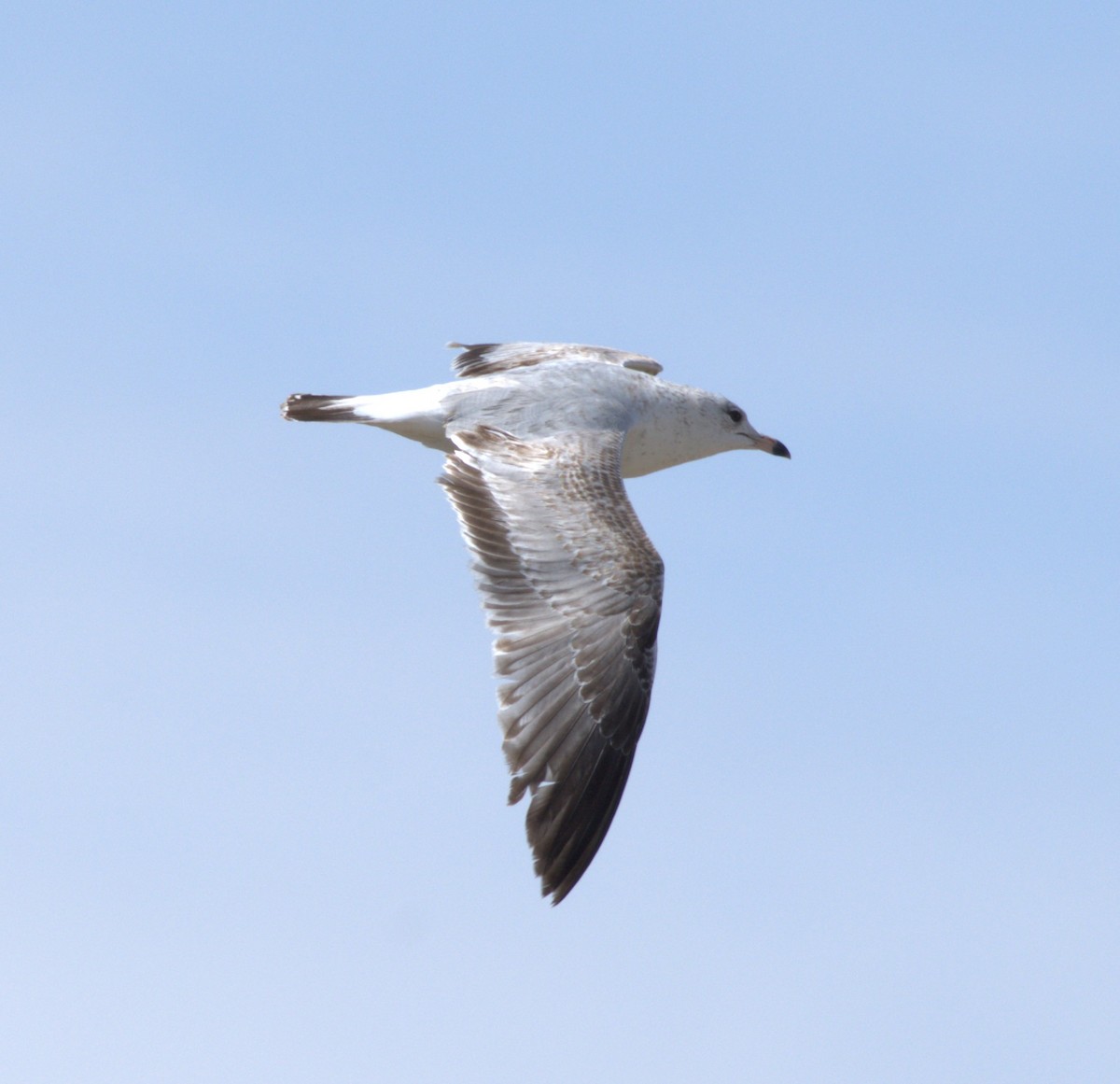 Ring-billed Gull - ML634406726