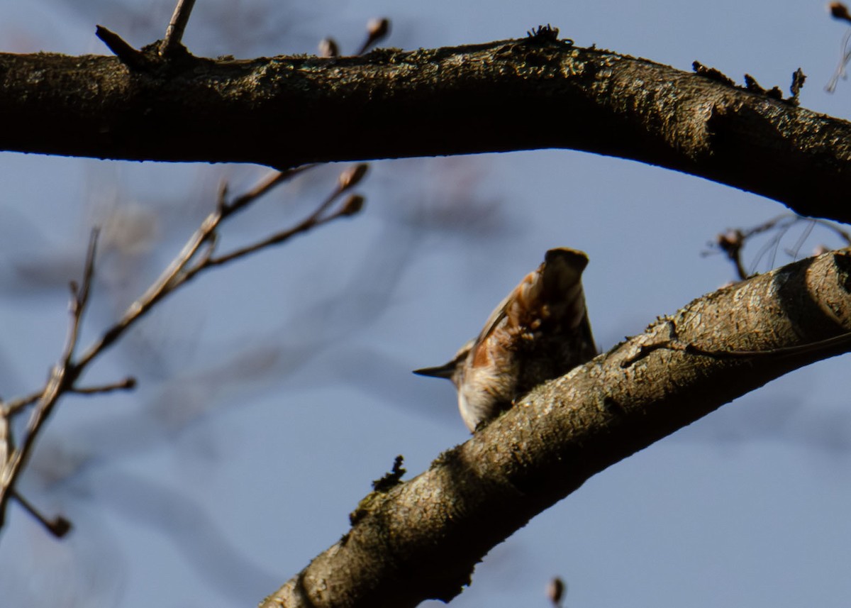 Eurasian Nuthatch - ML634406733