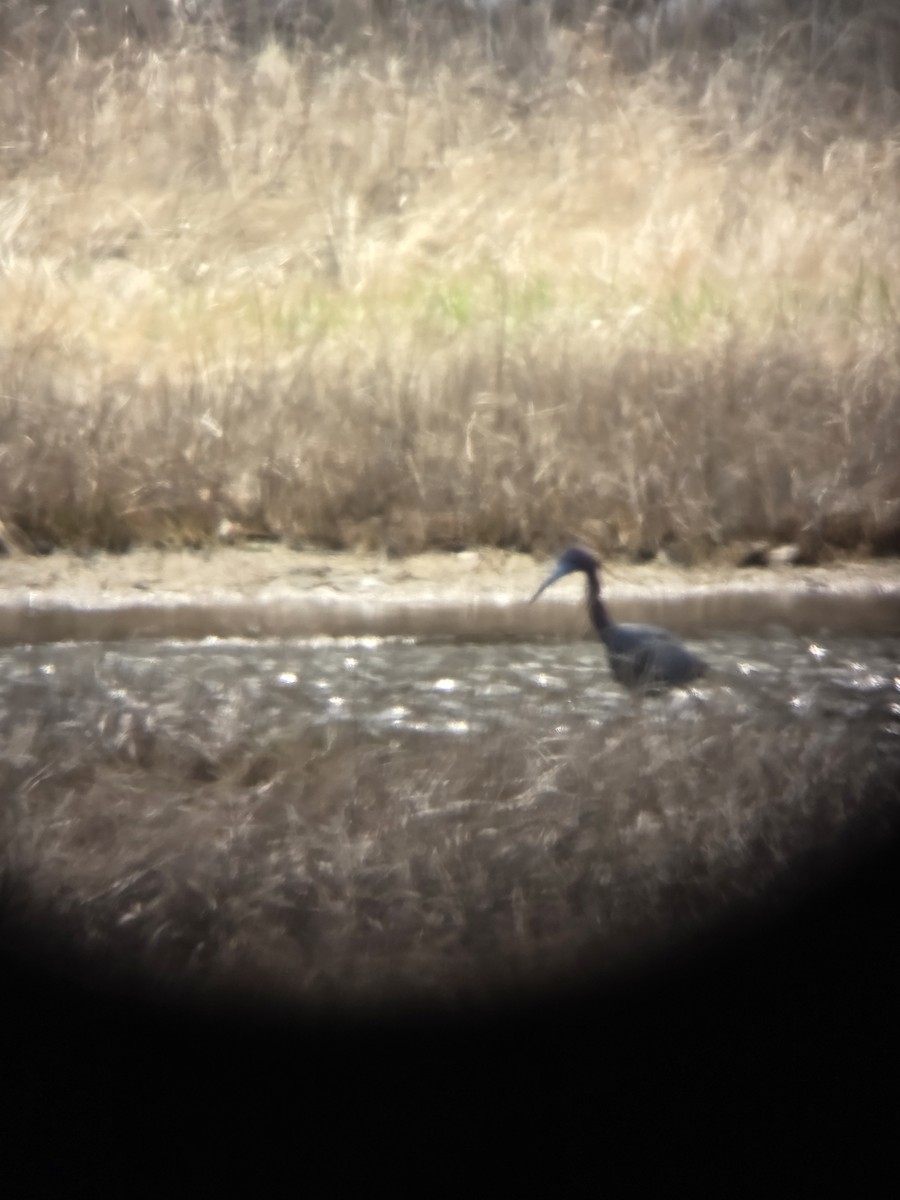 Little Blue Heron - ML634406736