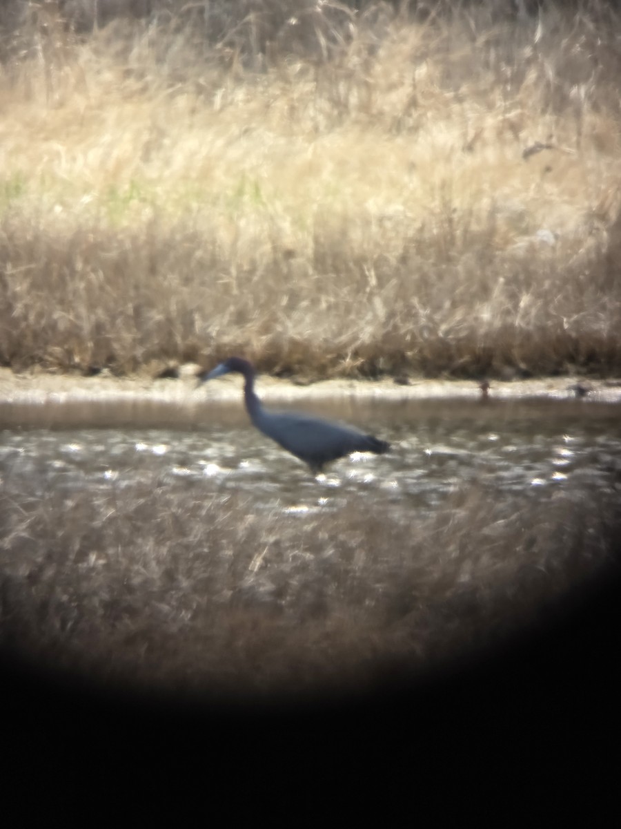 Little Blue Heron - ML634406737
