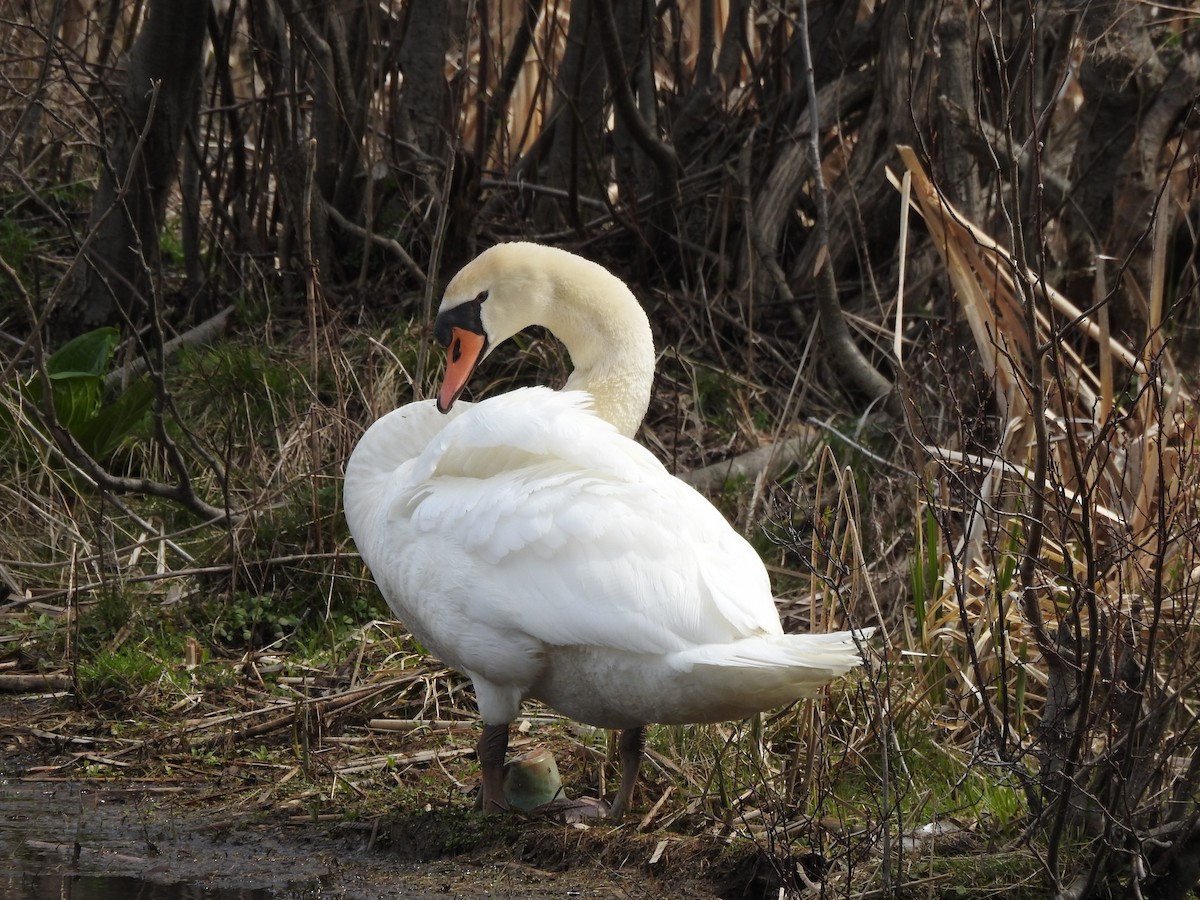 Cygne tuberculé - ML634406745
