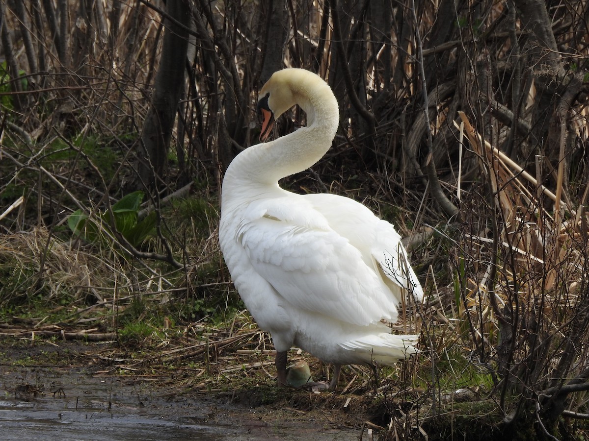 Cygne tuberculé - ML634406746
