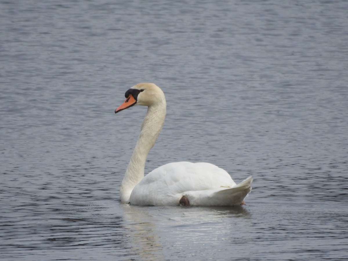 Cygne tuberculé - ML634406748