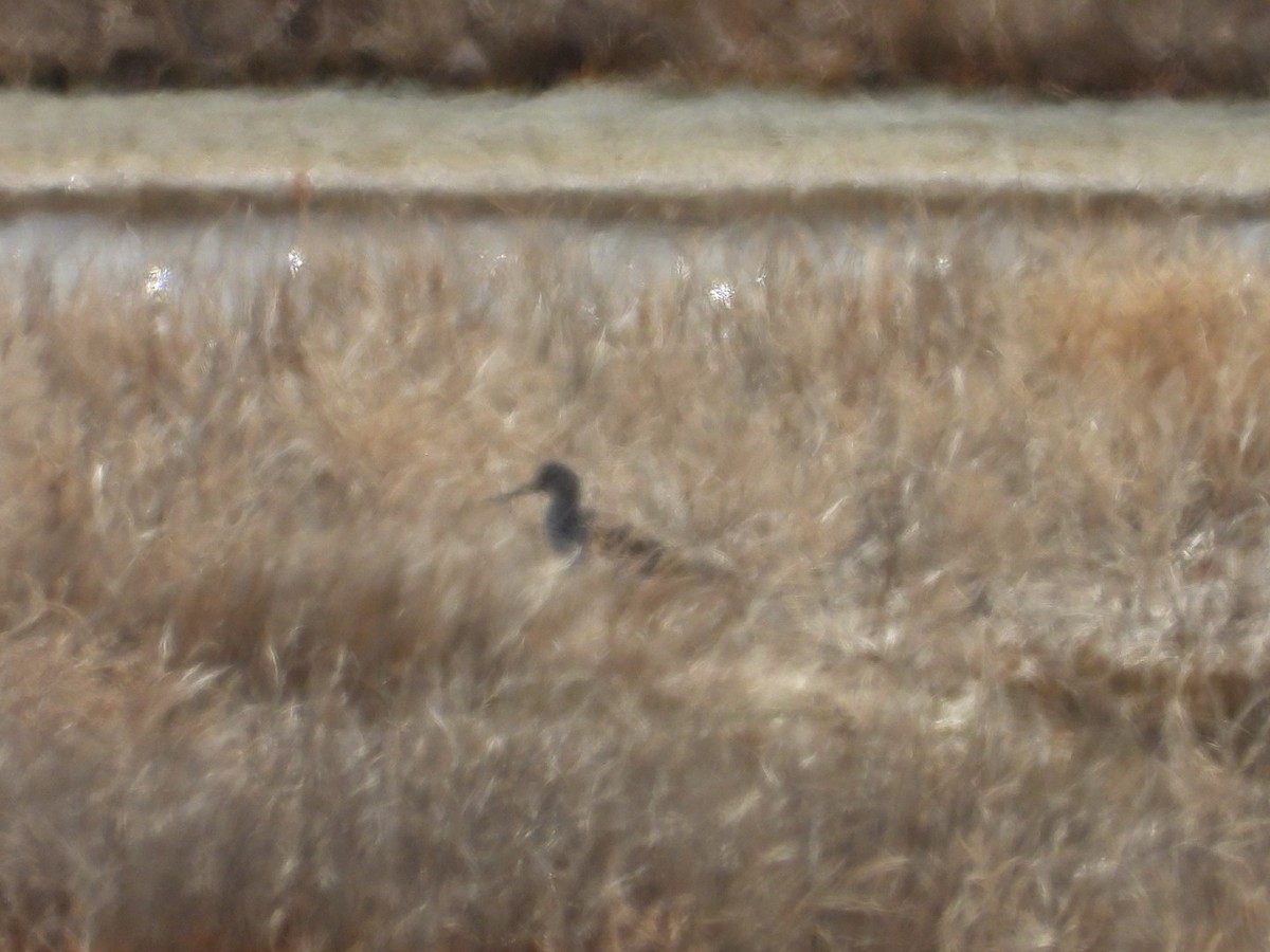 Willet - ML634406762