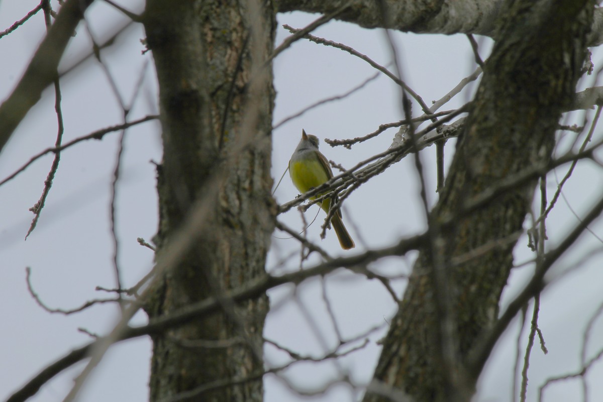 Great Crested Flycatcher - ML634406867