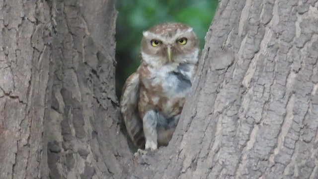 Spotted Owlet - ML634406920