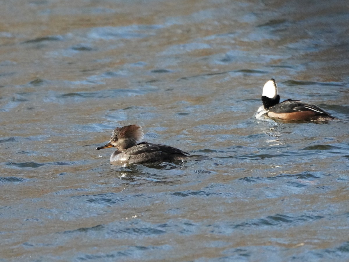 Hooded Merganser - ML634406931