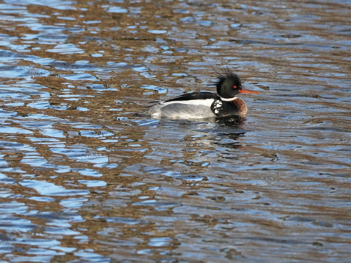 Red-breasted Merganser - ML634406943