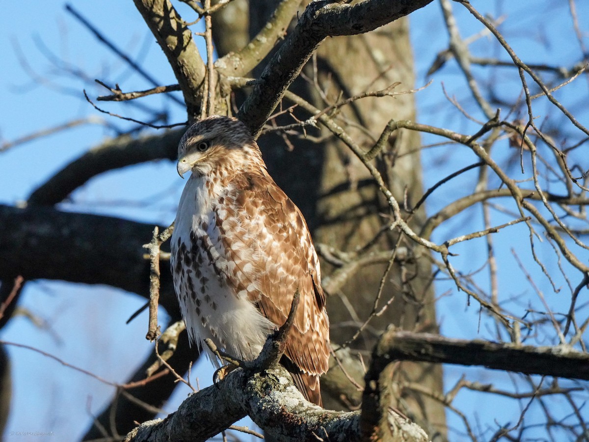 Red-tailed Hawk - ML634406951