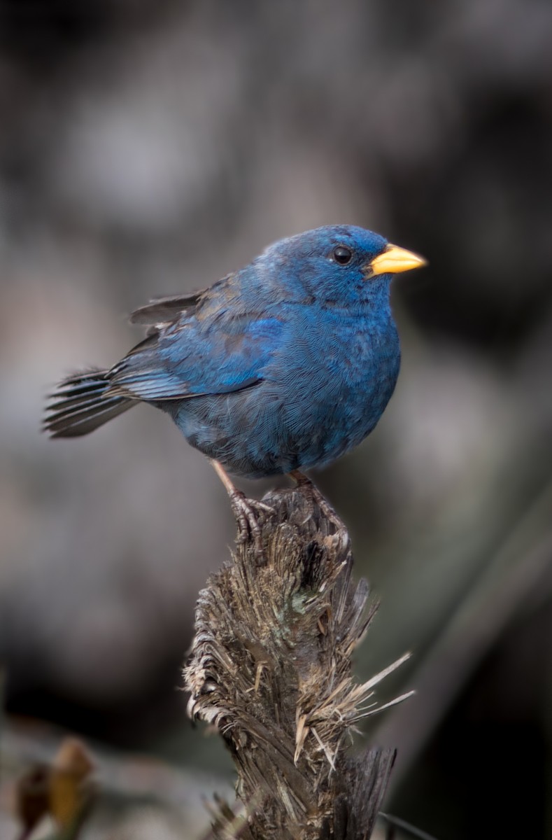 Blue Finch - ML634407028