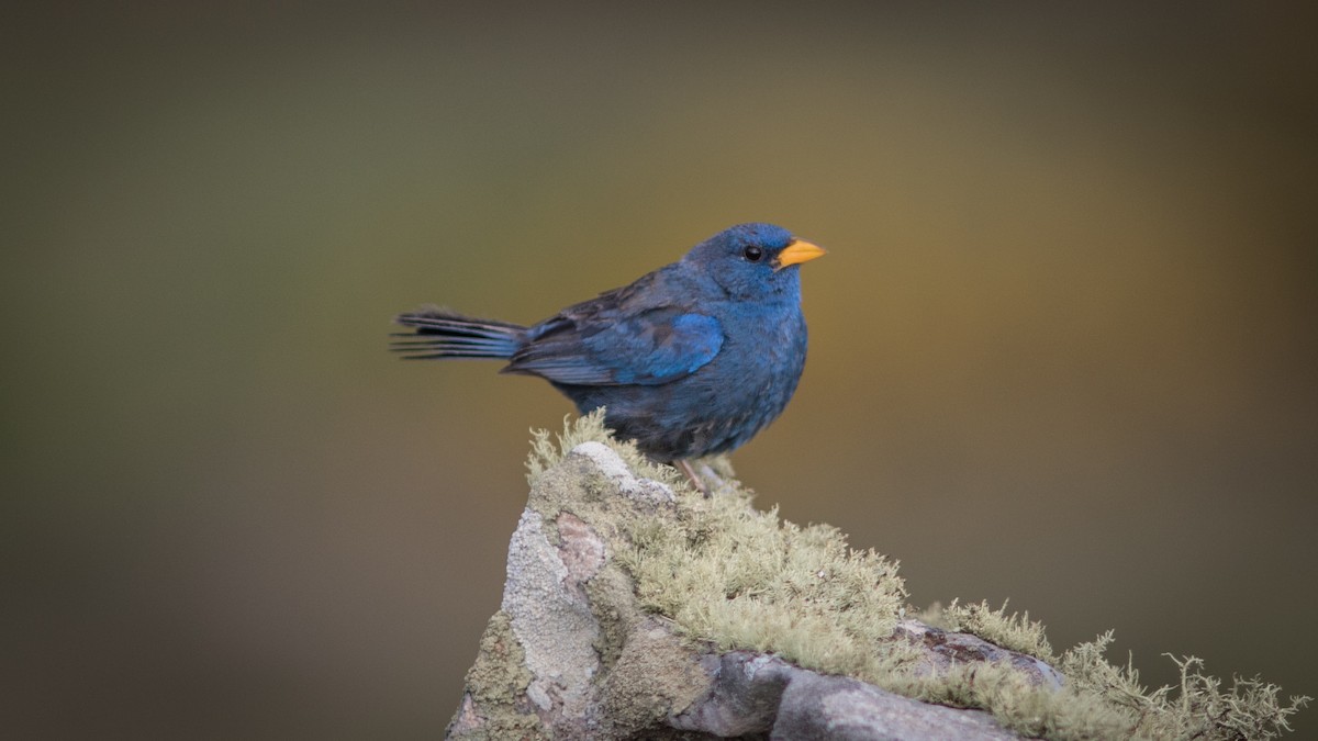 Blue Finch - ML634407029