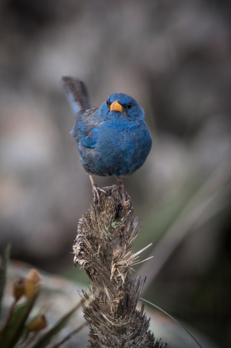 Blue Finch - ML634407030