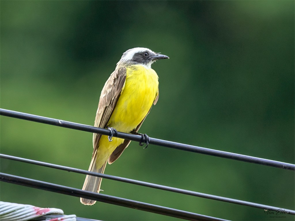 Social Flycatcher - ML634407129