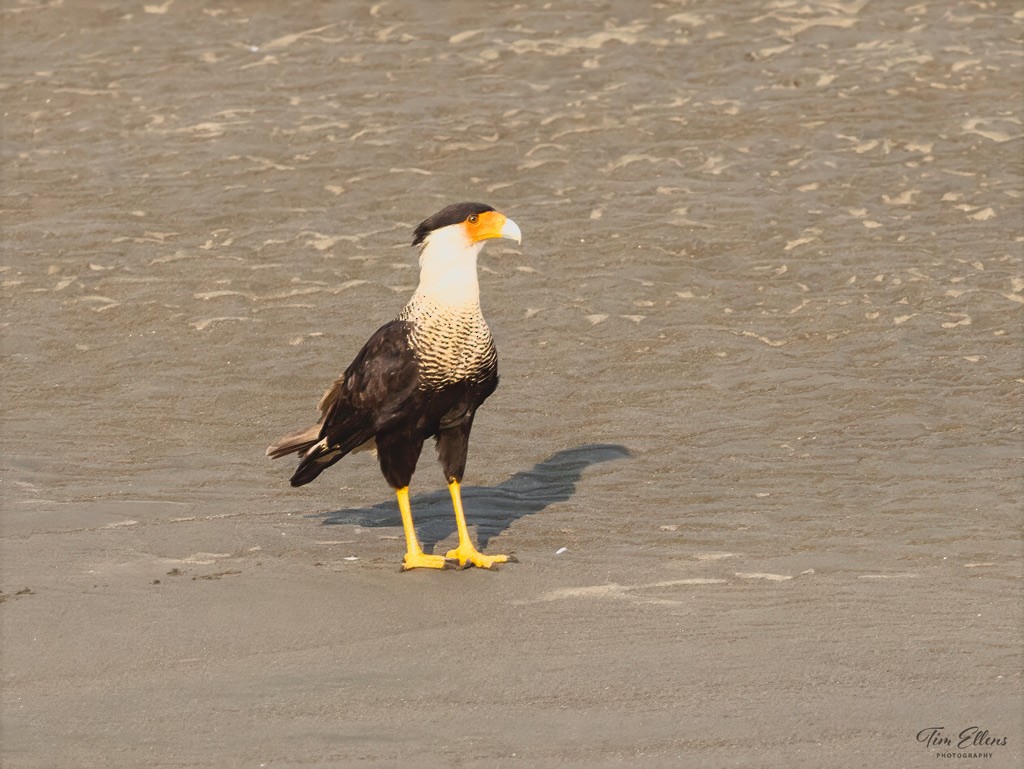 Crested Caracara - ML634407160