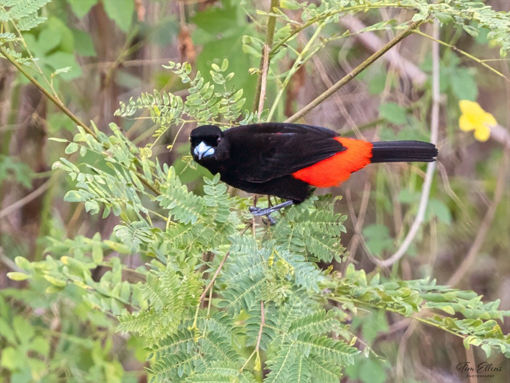 コシアカフウキンチョウ - ML634407172